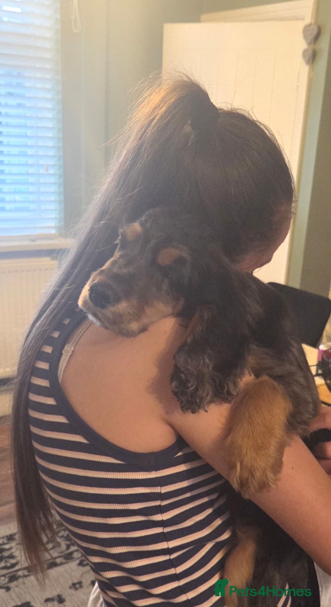 Cocker Spaniel dogs for sale: Brother and sister  in Rotherham - Advert 2
