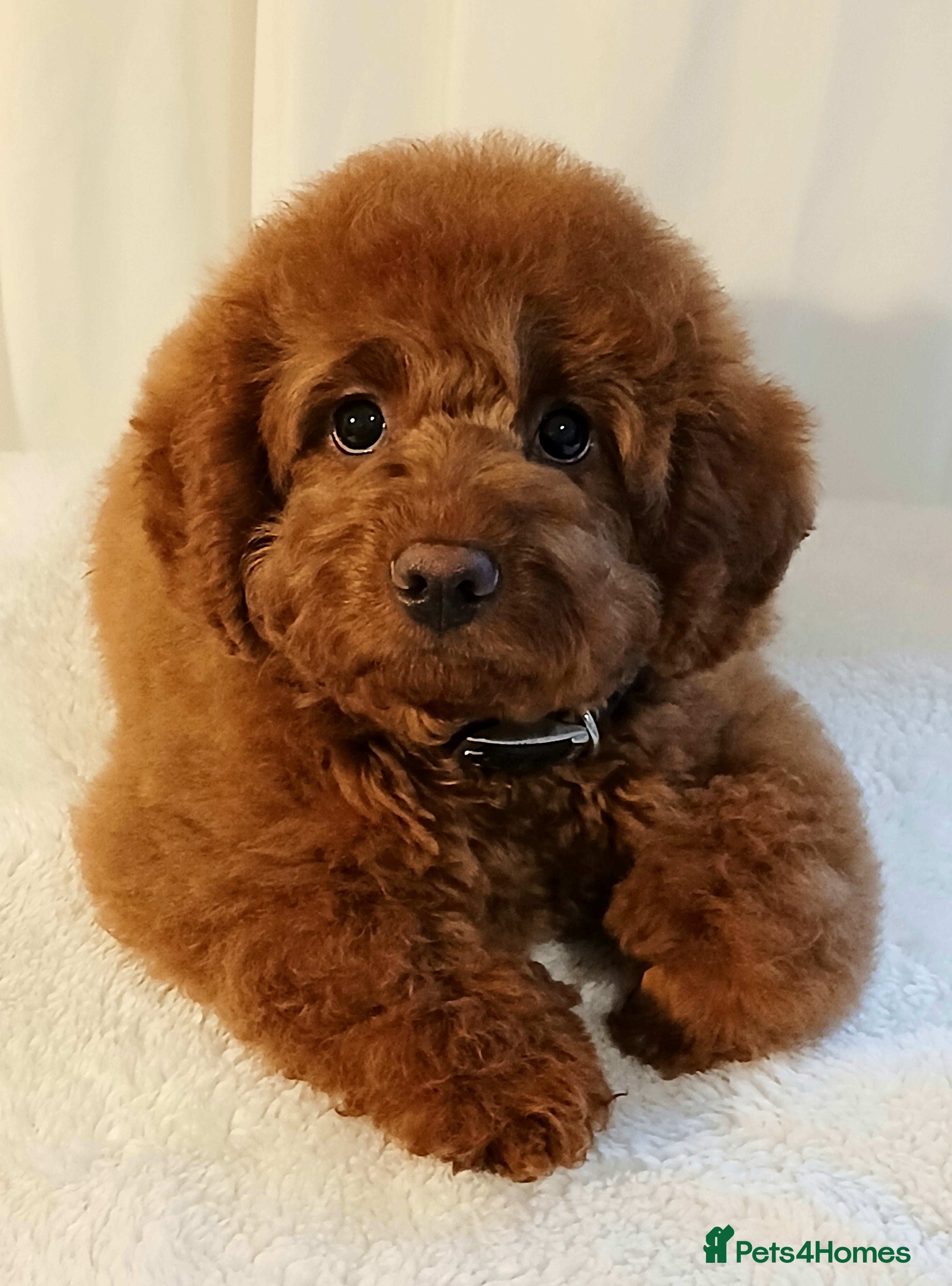 Cavapoo dogs Exquisite Red Cavapoo Boy Puppy  - Advert 1