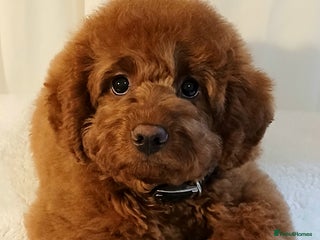 Cavapoo dogs Exquisite Red Cavapoo Boy Puppy - Advert 1