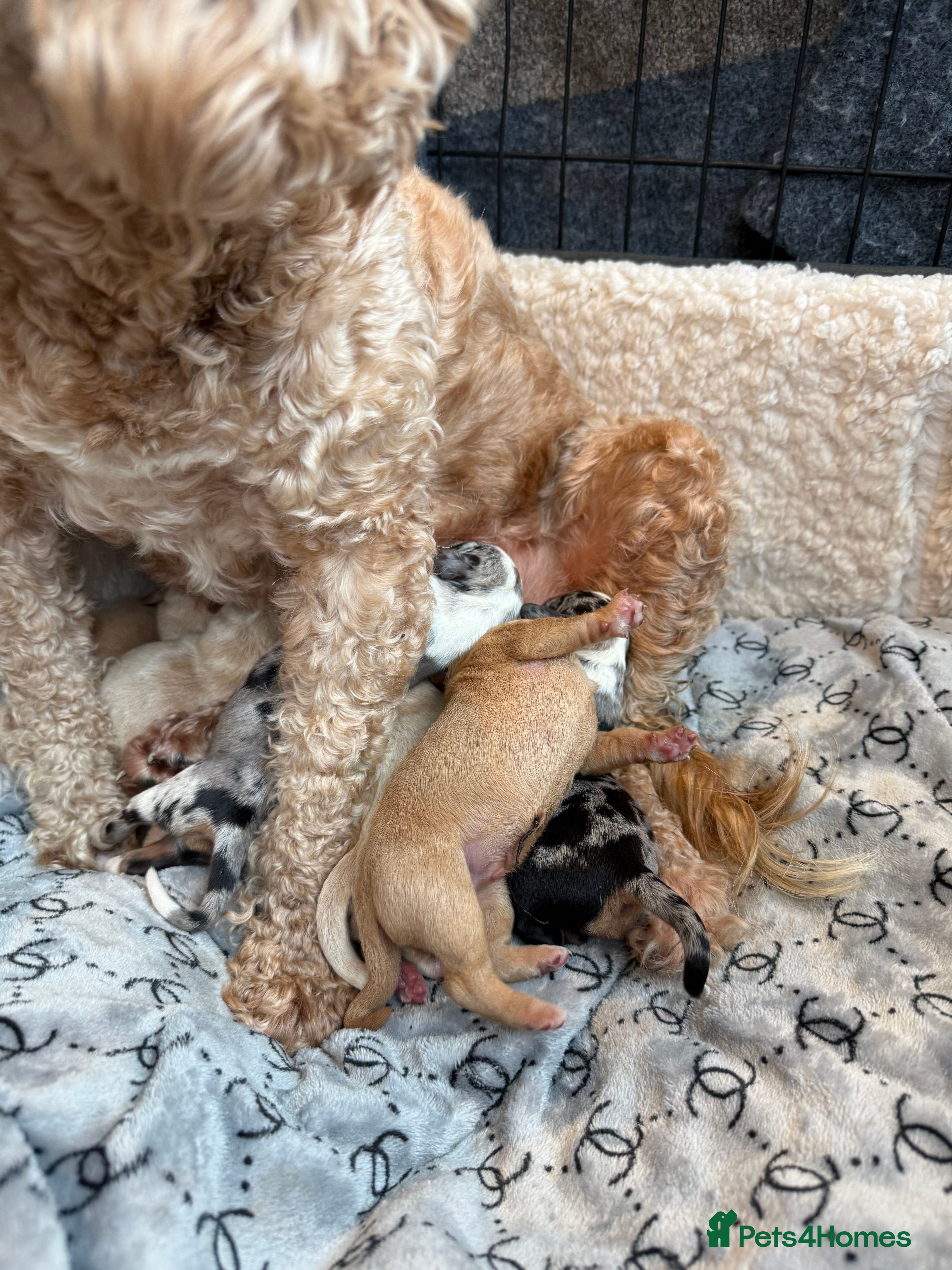 Mixed Breed dogs Doxiepoo puppies  - Advert 12