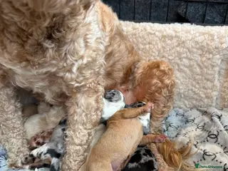 Mixed Breed dogs Doxiepoo puppies - Advert 15