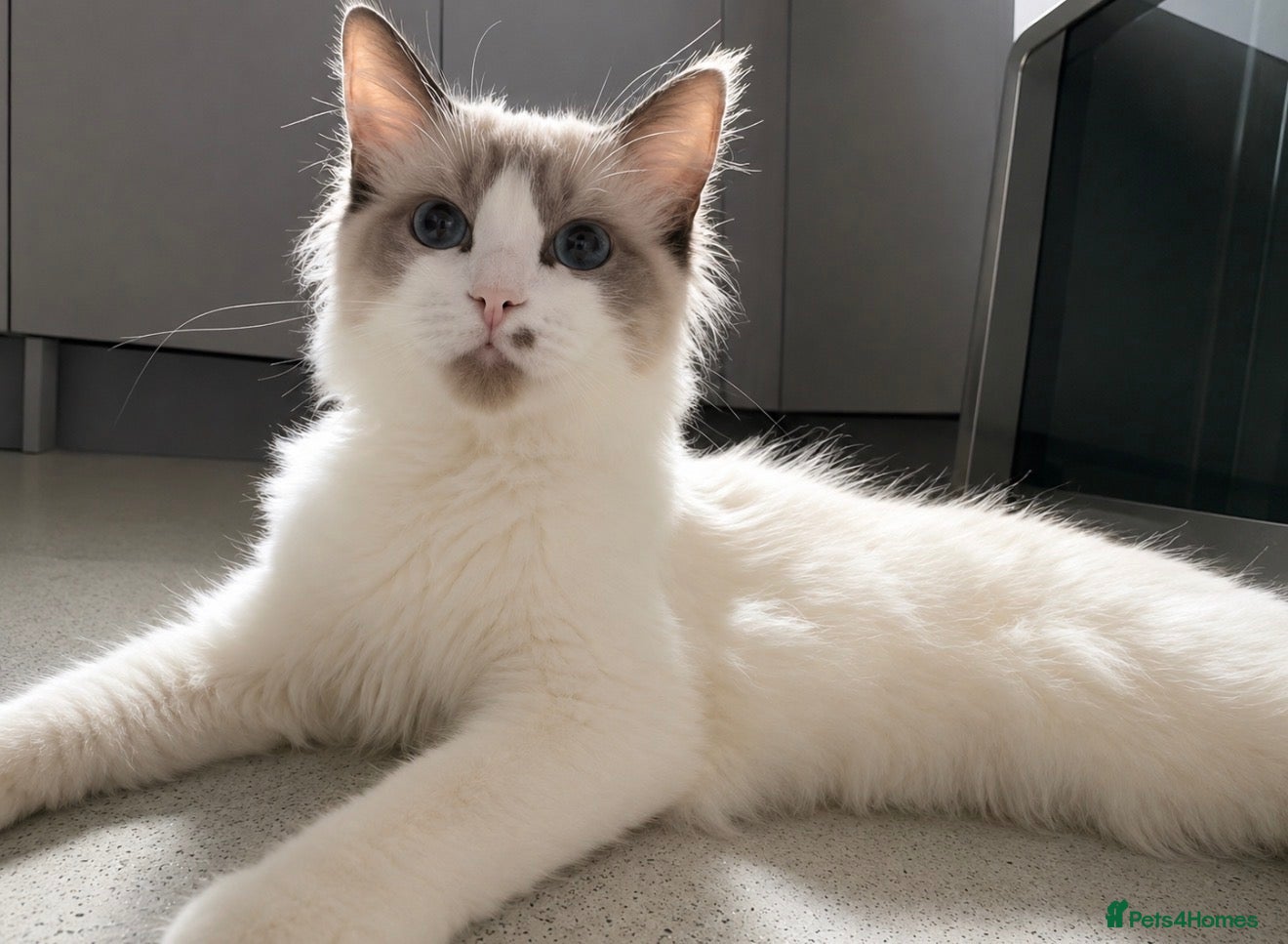 Ragdoll cats Microchipped Ragdoll Kitten Super Cuddly - Advert 1