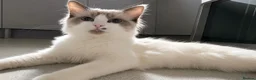 Ragdoll cats for sale: Healthy Affectionate PureBred Ragdoll  - Advert 1