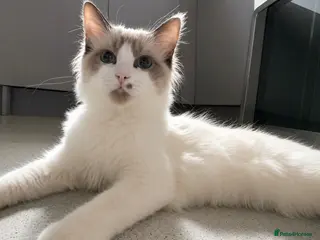 Ragdoll cats Microchipped Ragdoll Kitten Super Cuddly - Advert 1