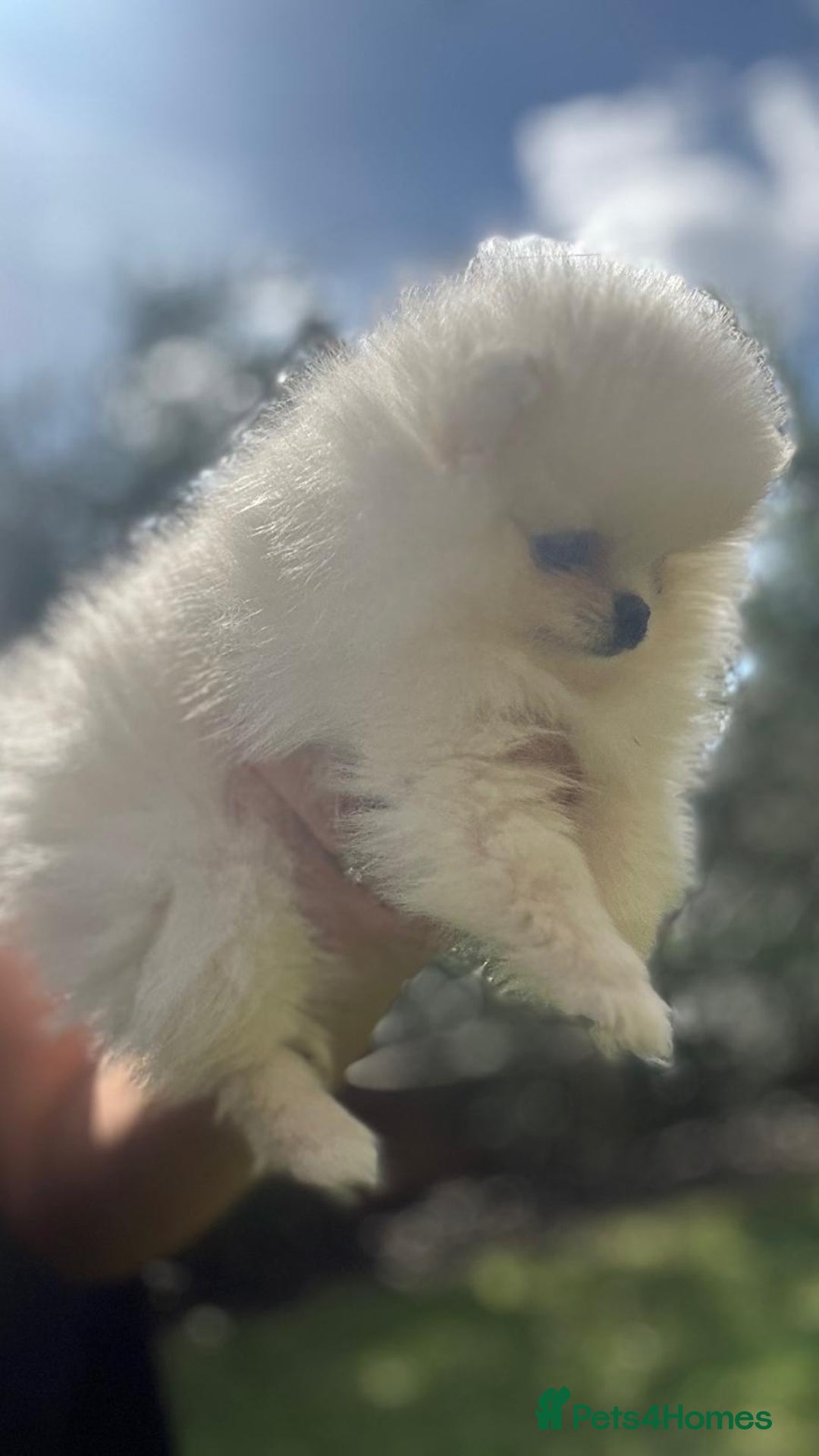 Pomeranian dogs for sale: Quality girl ready now PRINCESS 💕 - Image 27