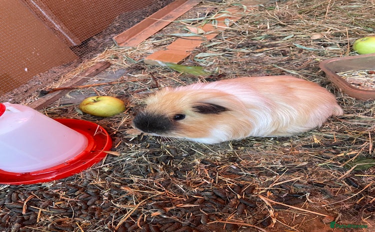 Guinea Pig rodents - Advert 12