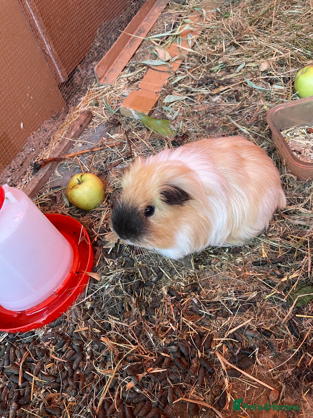Guinea Pig rodents for sale: Male guinea pig 3yrs old - Image 1