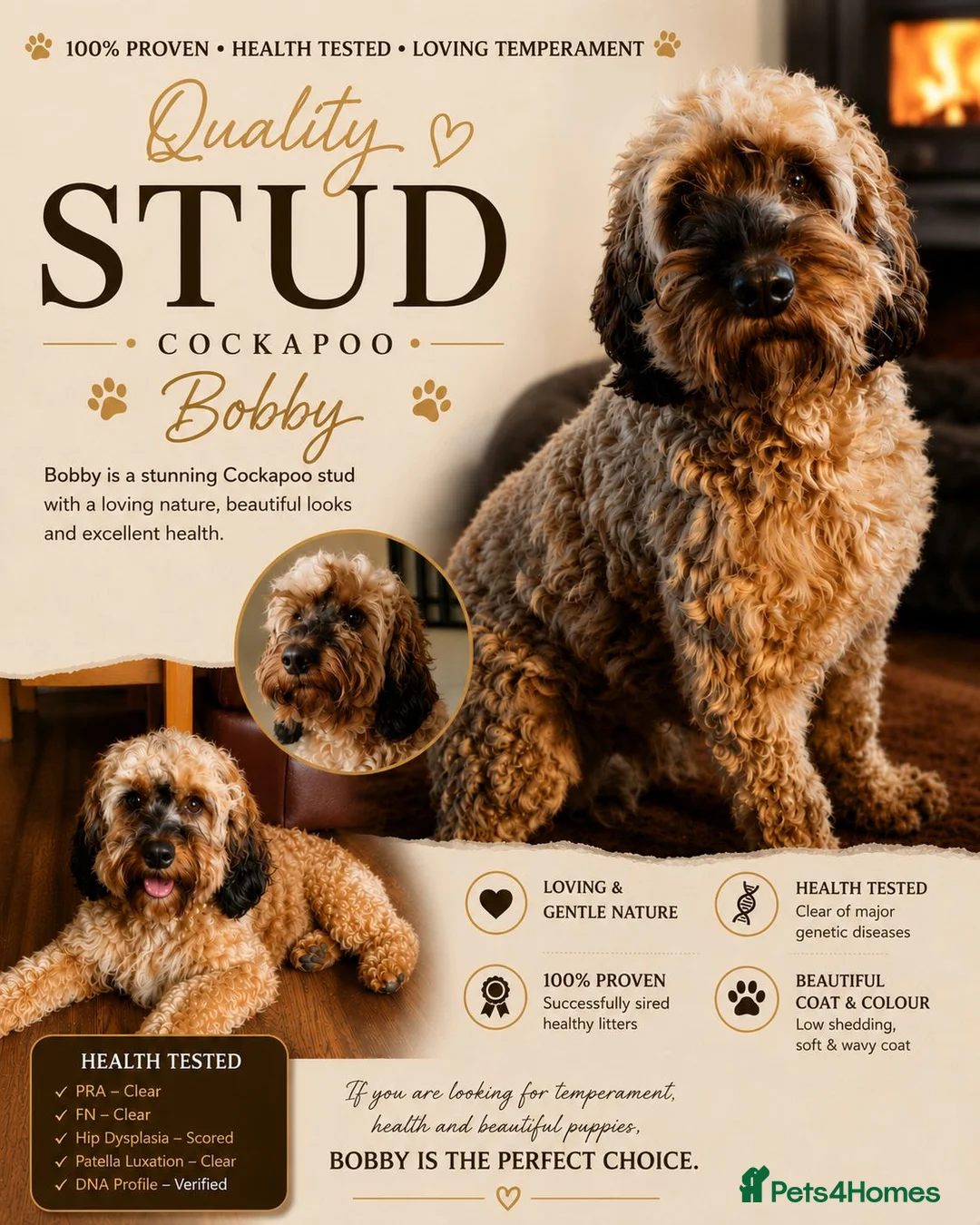 Cockapoo dogs for stud: Extensively DNA tested, experienced Sable Cockapoo - Advert 1