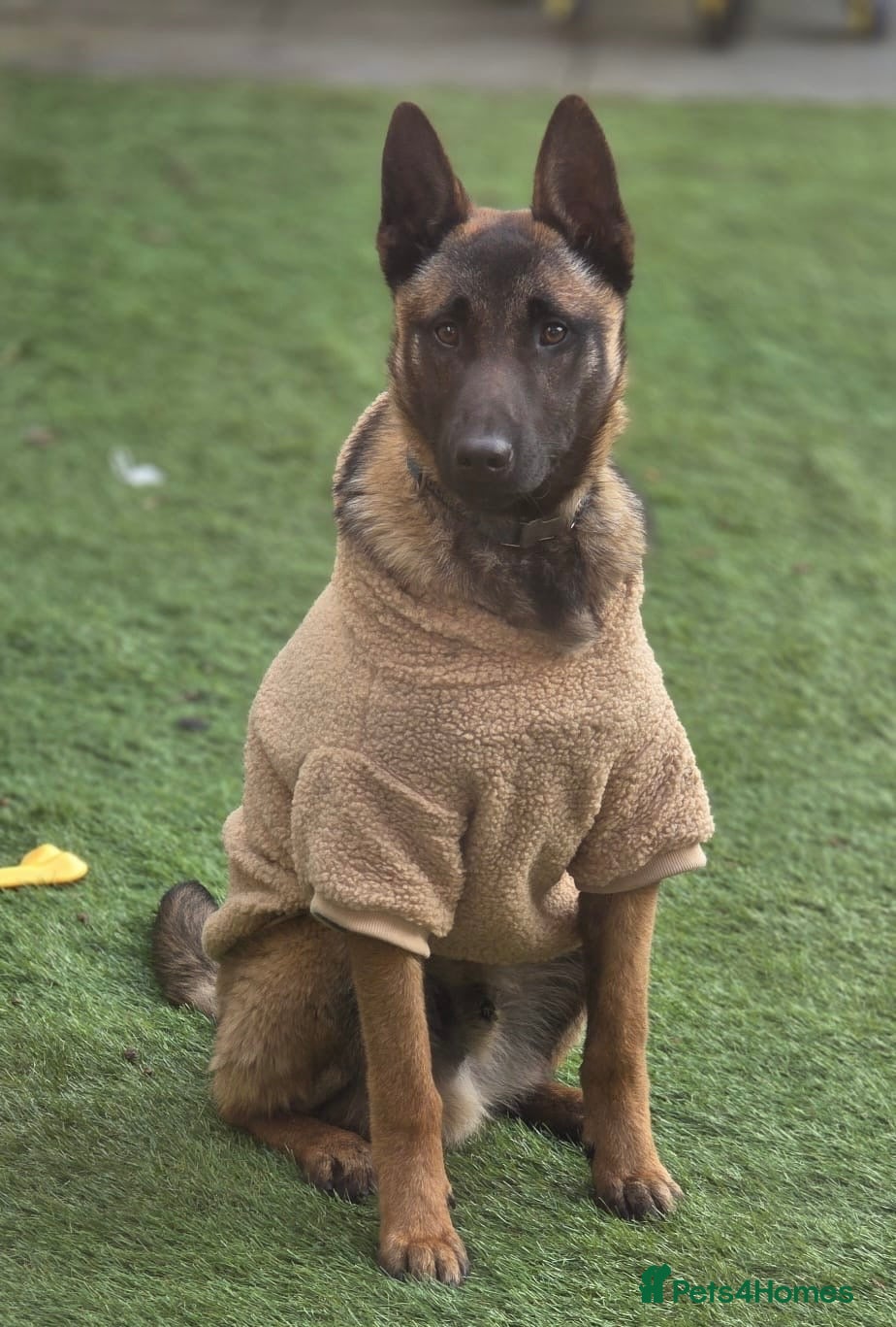 Belgian Shepherd Dog dogs Semba  - Advert 3