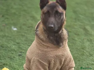 Belgian Shepherd Dog dogs Semba - Advert 7