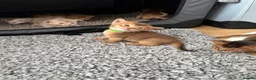 Abyssinian cats for sale: Abyssinian kittens 🌟😻🌟 - Advert 22