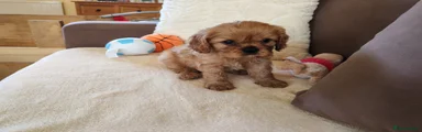 Cavalier King Charles Spaniel 2