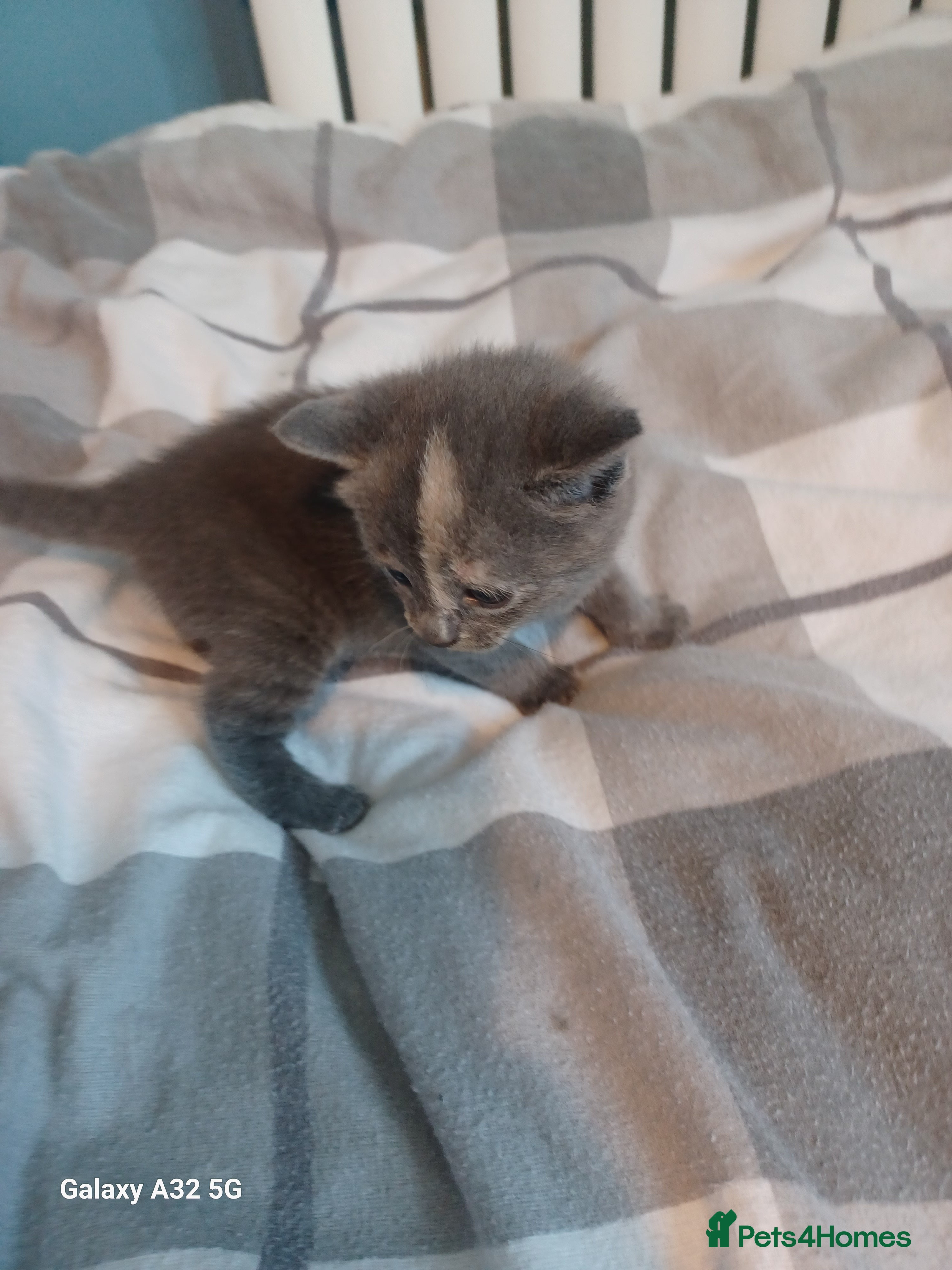 Mixed Breed cats 4 beautiful kittens for sale available 4th May  - Advert 15