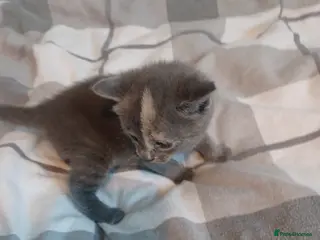 Mixed Breed cats 4 beautiful kittens for sale available 4th May - Advert 15