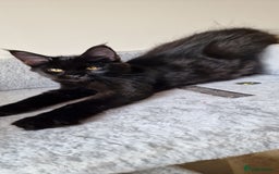 Maine Coon cats for sale: Pure Maine coon - Image 18