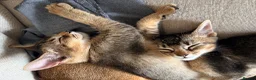 Mixed Breed cats for sale: Two Beautiful Abyssinian Cross Girls - Advert 5