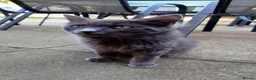 Mixed Breed cats for sale: Female and male cat - Advert 2