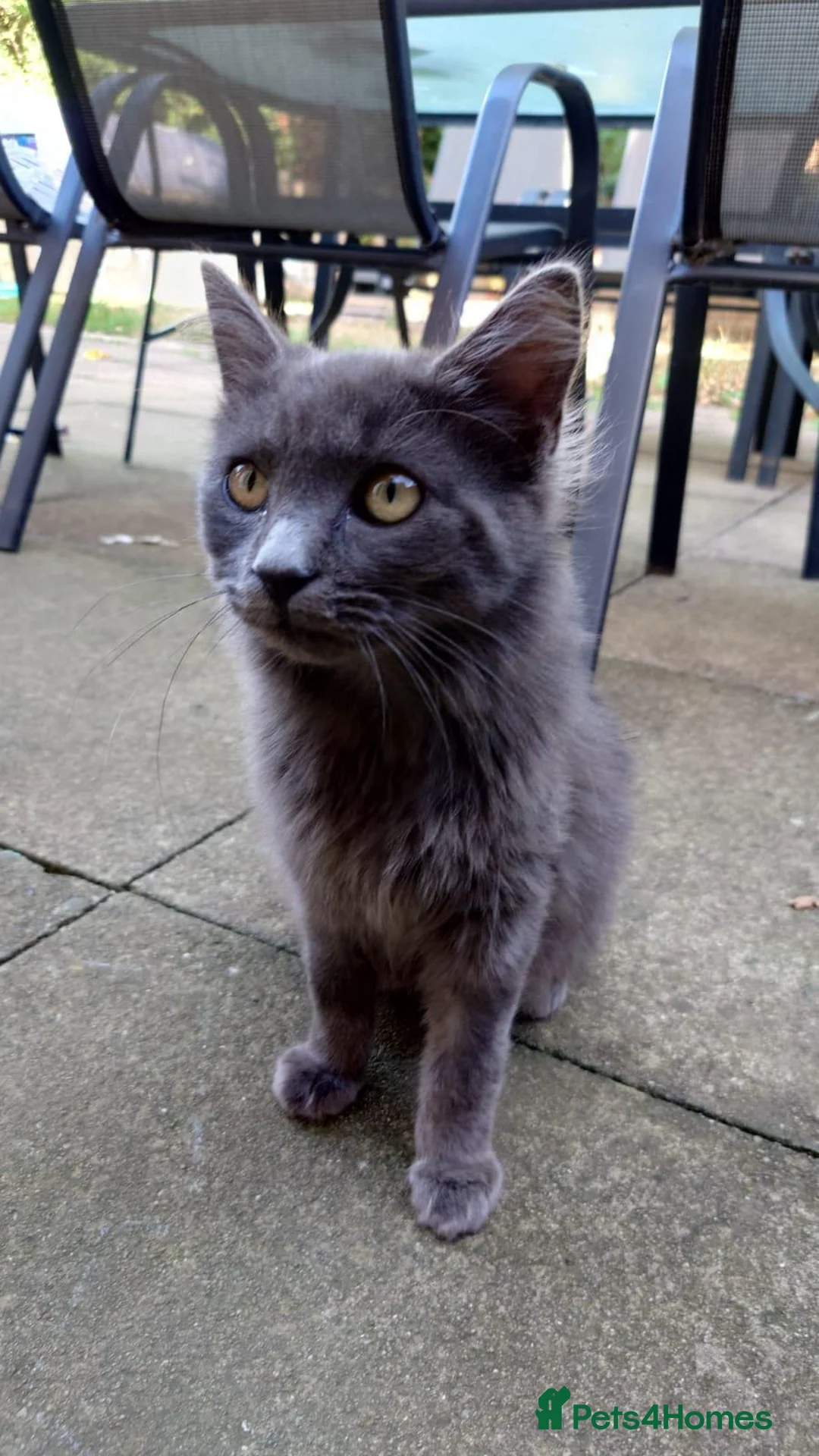 Mixed Breed cats for sale: Female and male cat - Advert 2