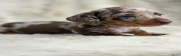 Miniature Dachshund dogs for sale: Beautiful dachshund puppies  - Advert 26