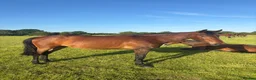 Irish Sports horses for sale: Unbacked Project – Experienced Home Only - Advert 2