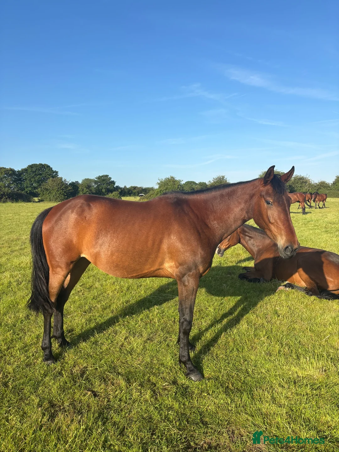Irish Sports horses for sale: Unbacked Project – Experienced Home Only - Advert 2
