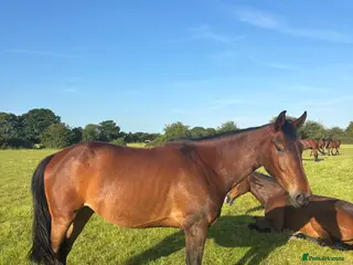 Irish Sports horses Unbacked Project – Experienced Home Only - Advert 2