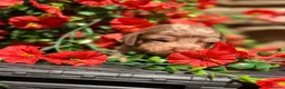 Miniature Dachshund dogs for sale: Long haired miniature dachshund  - Advert 13