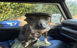 Italian Greyhound dogs for stud: Percy  - Advert 4