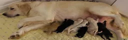 Goldendoodle dogs for sale: Mesmerising miniature golden doodle babys - Advert 9