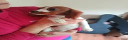 King Charles Spaniel dogs for sale: Pure bred king Charles ♥️ - Advert 8