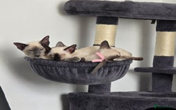 Siamese cats for sale: Four gorgeous girls - Image 17
