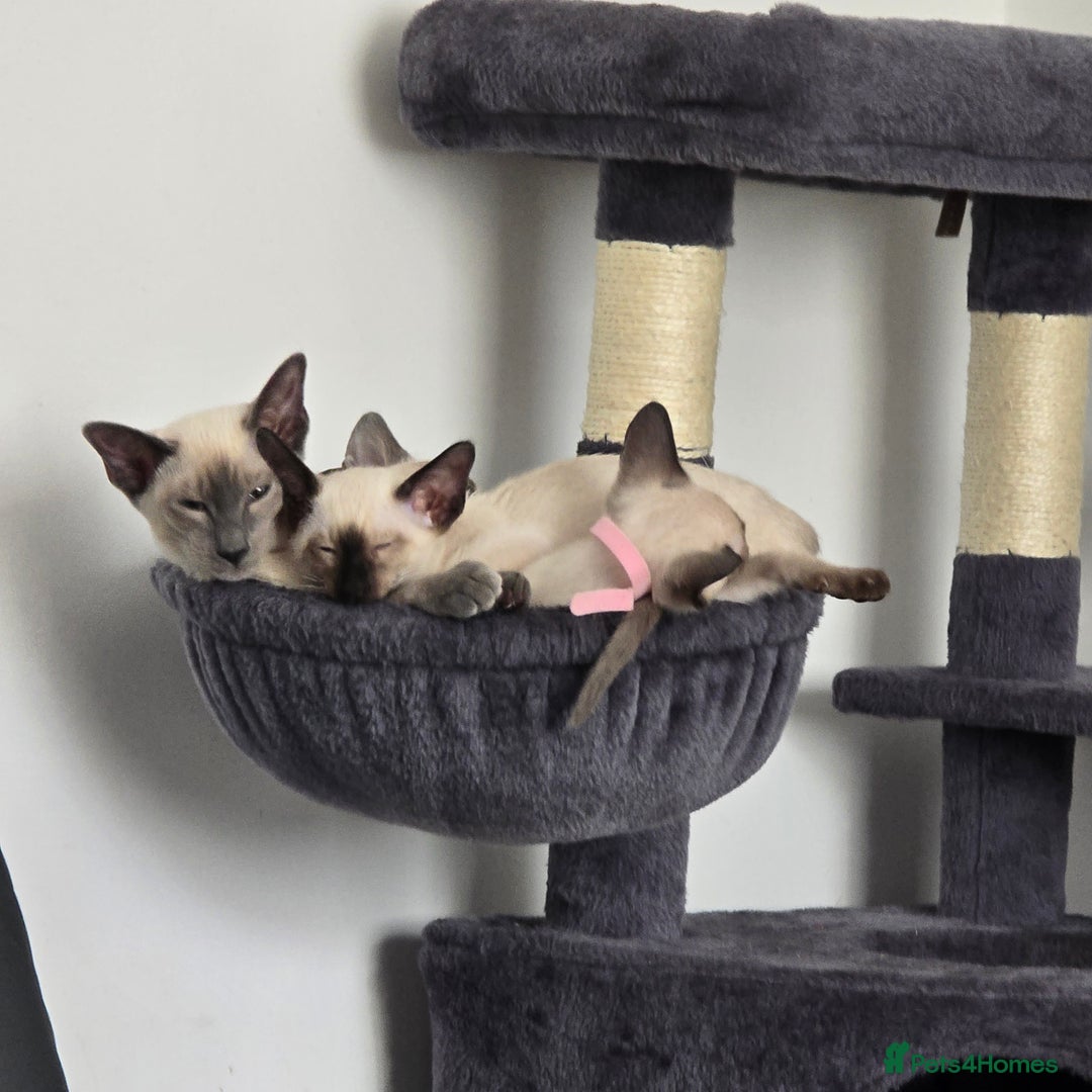 Siamese cats for sale: Four gorgeous girls - Image 17