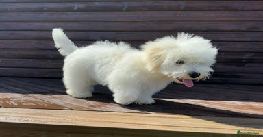 Coton De Tulear dogs in Stafford - Advert 1