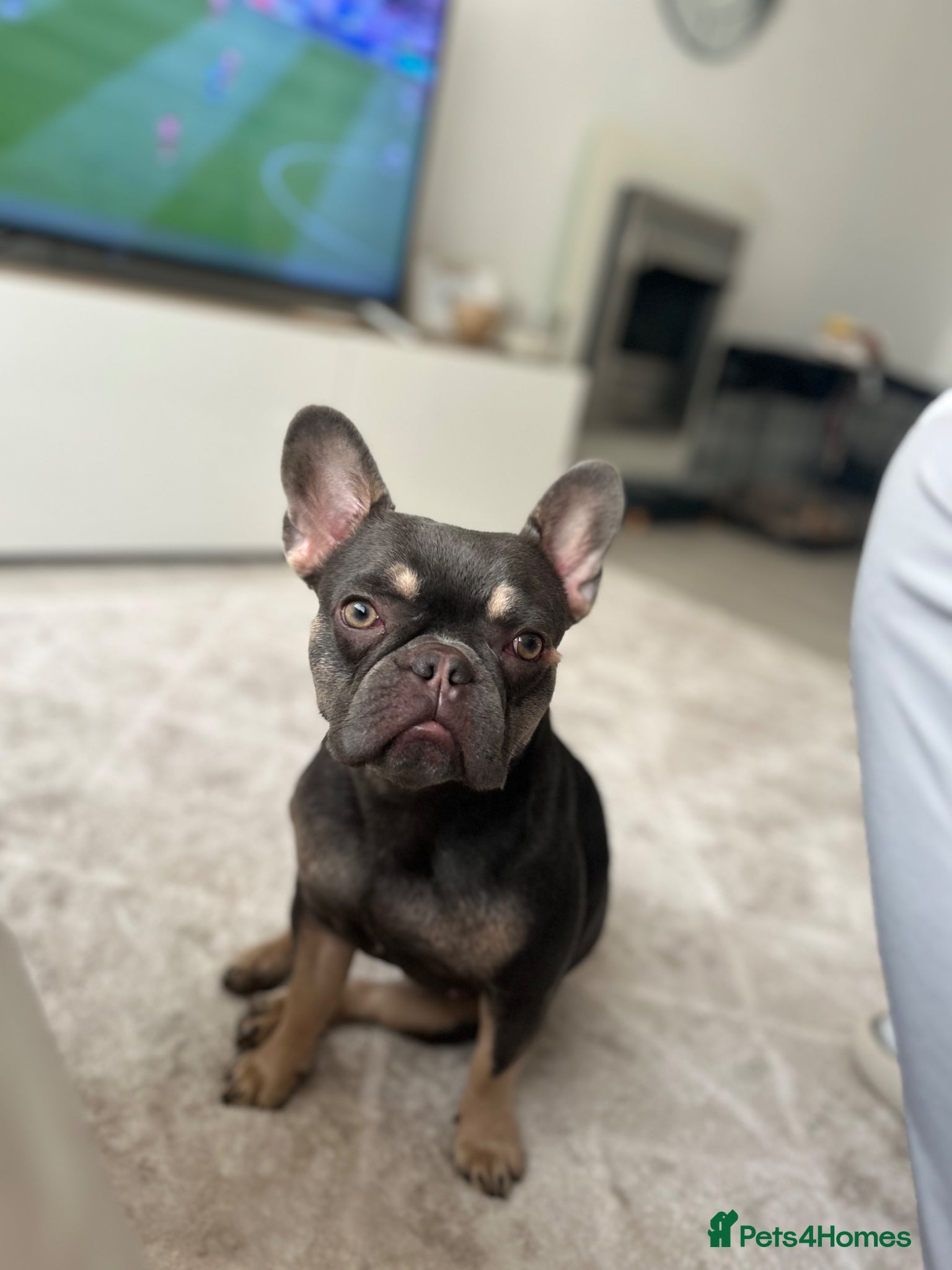 French Bulldog dogs French Bulldog - Advert 1