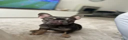 French Bulldog dogs for sale: French Bulldog - Advert 1