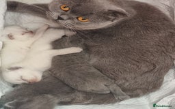 Scottish Fold cats for sale: Very Friendly Kittens, Pedigree Scottish Fold  - Image 28