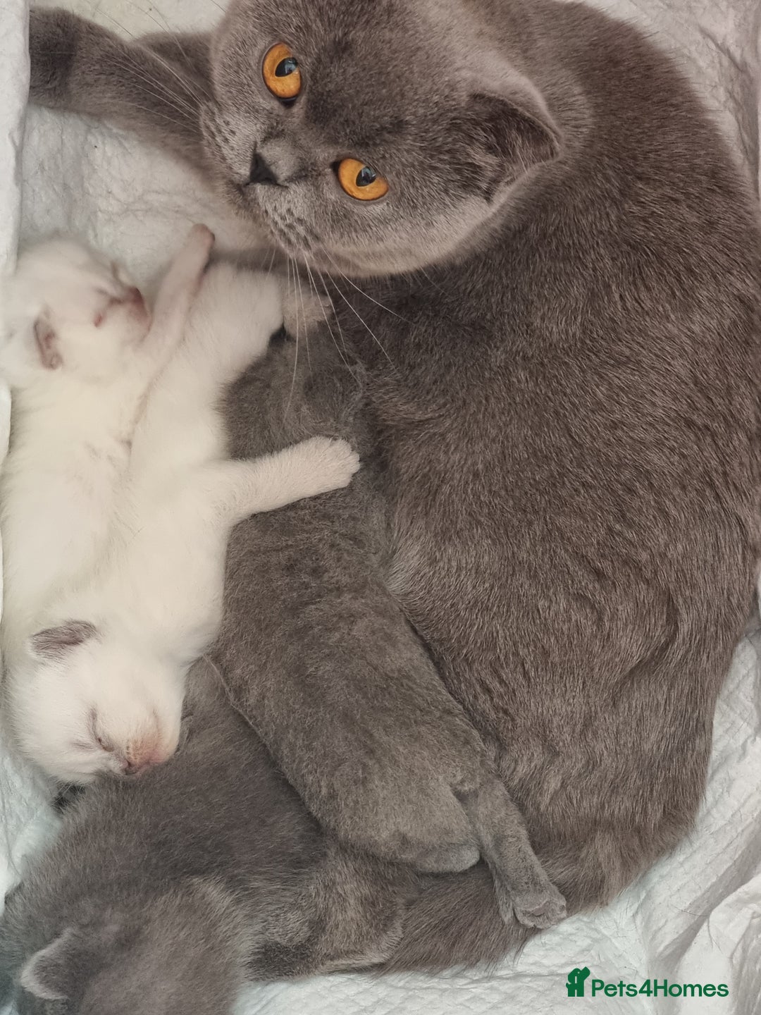 Scottish Fold cats for sale: Very Friendly Kittens, Pedigree Scottish Fold  - Image 28