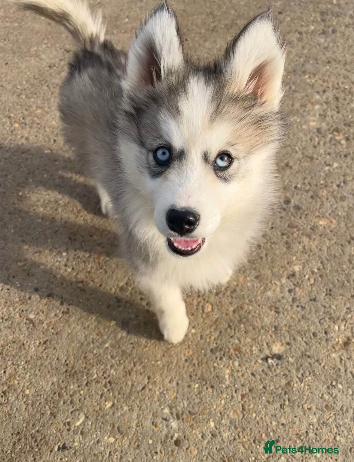 Siberian Husky dogs for sale: Stunning husky puppies  in Boston - Advert 15
