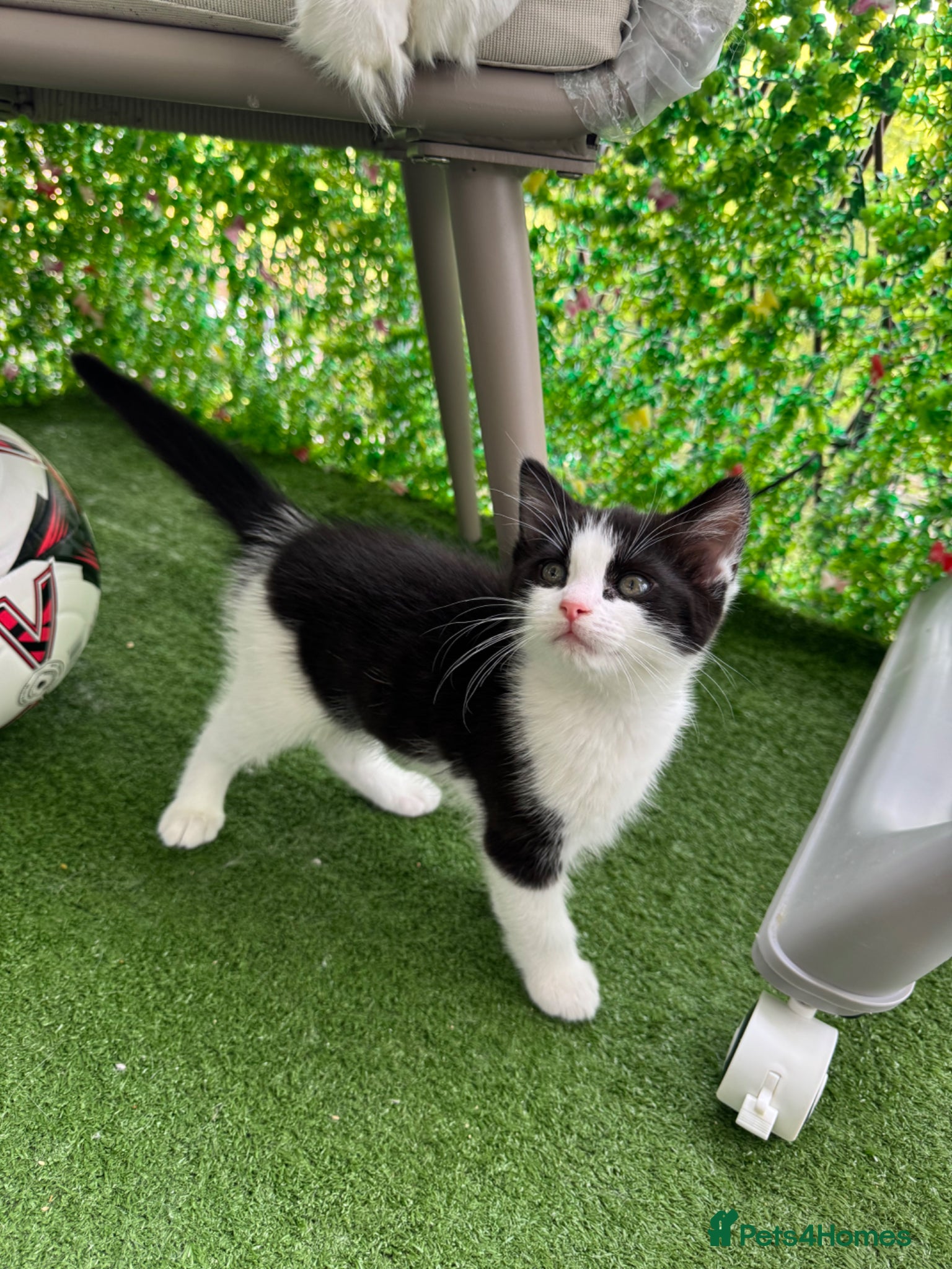 Mixed Breed cats Beautiful Ragdoll x Calico Kitten - Advert 3