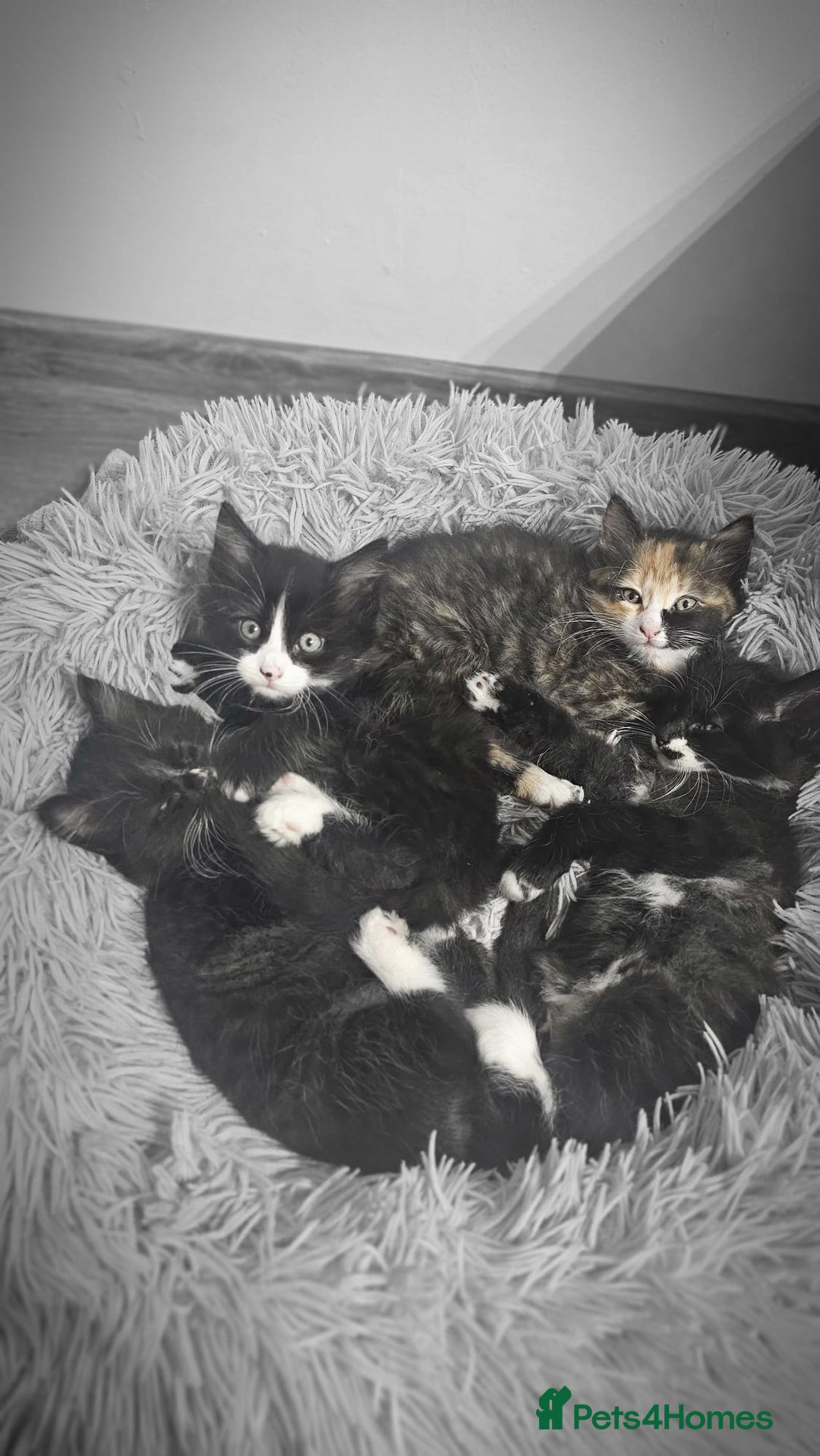 Mixed Breed cats for sale: Adorable 4 Kittens for Sale! - Image 14
