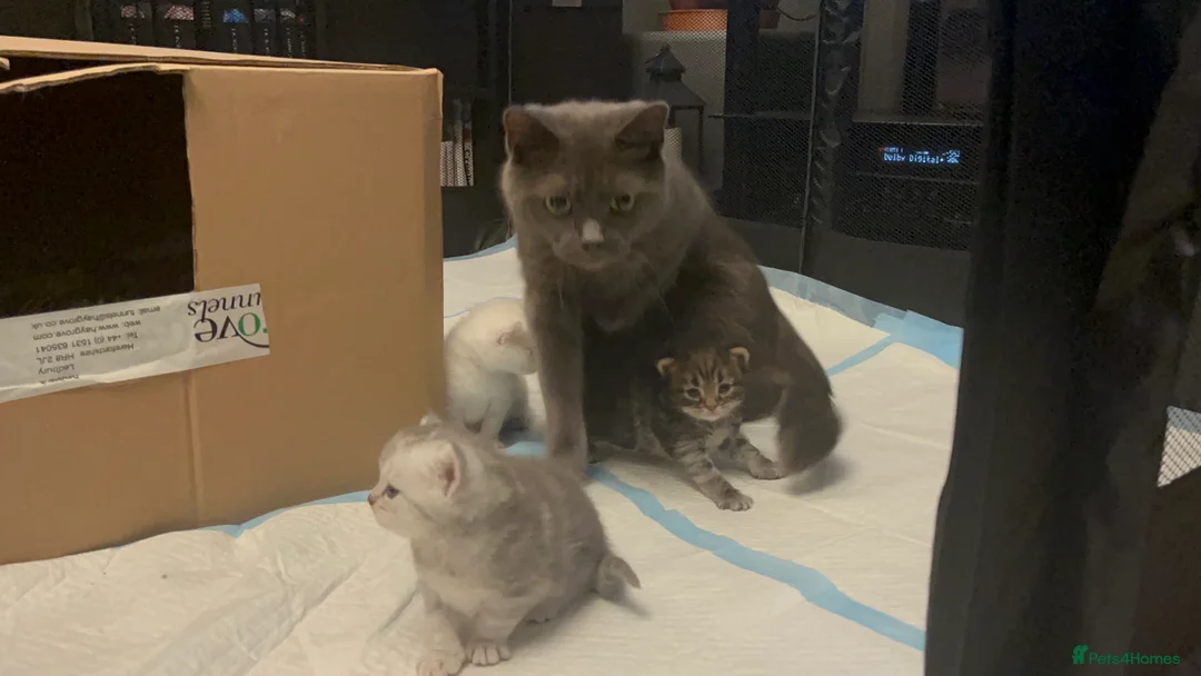 British Shorthair cats for sale: A beautiful kittens British shorthair  - Advert 6