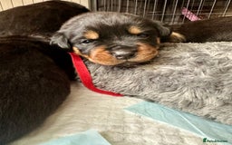 Rottweiler dogs for sale: Rottweiler puppies  - Advert 26