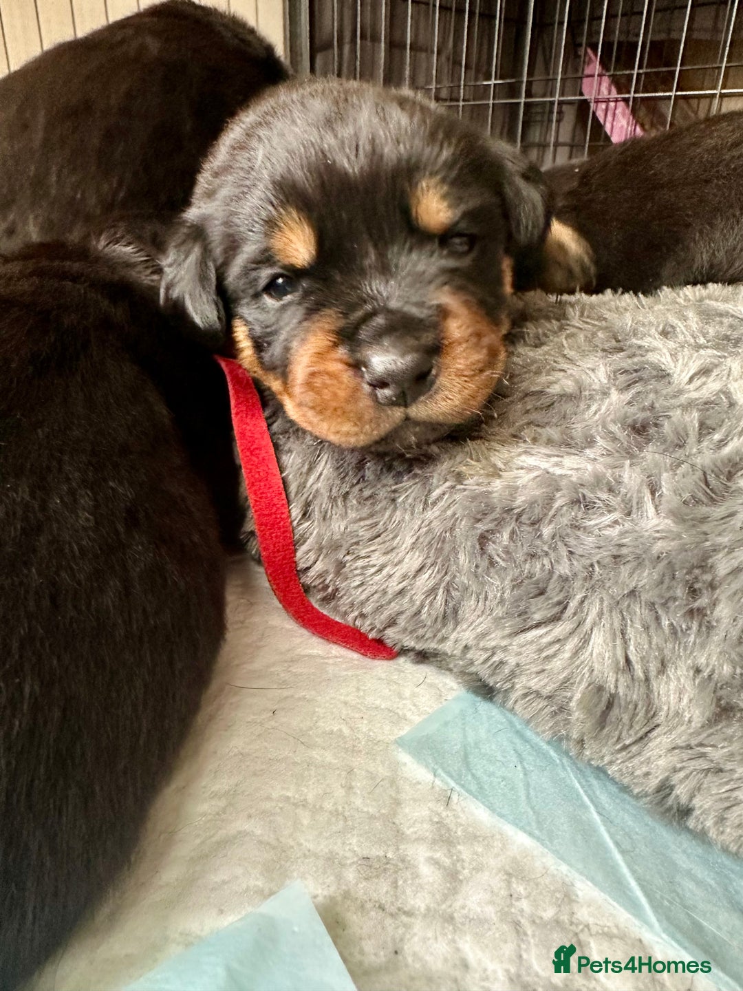 Rottweiler dogs for sale: Rottweiler puppies  - Advert 26