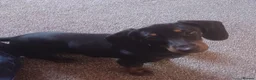 Dachshund dogs for stud: Dexter  - Advert 4