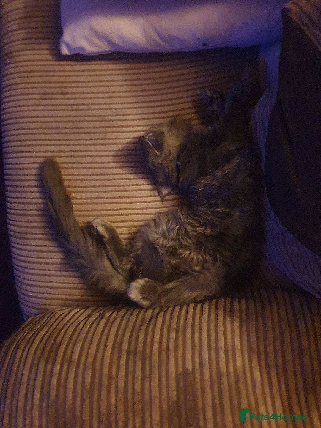 Maine Coon cats for sale: Blue manie coon - Image 3