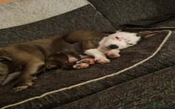 Staffordshire Bull Terrier dogs for sale: Staffy puppy  - Image 1