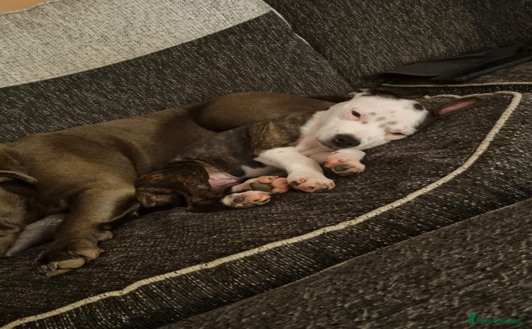 Staffordshire Bull Terrier dogs - Advert 4