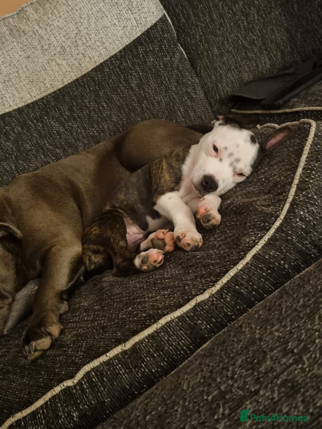 Staffordshire Bull Terrier dogs for sale: Staffy puppy  - Image 1