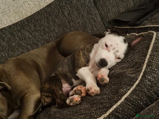Staffordshire Bull Terrier dogs - Advert 3