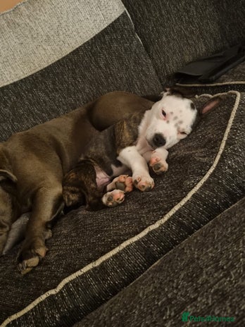 Staffordshire Bull Terrier dogs - Advert 8